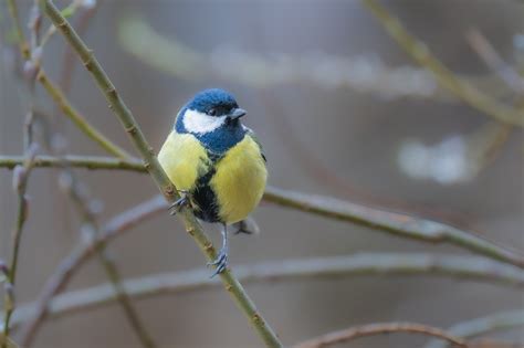 3,000+ Free Tits & Nature Images